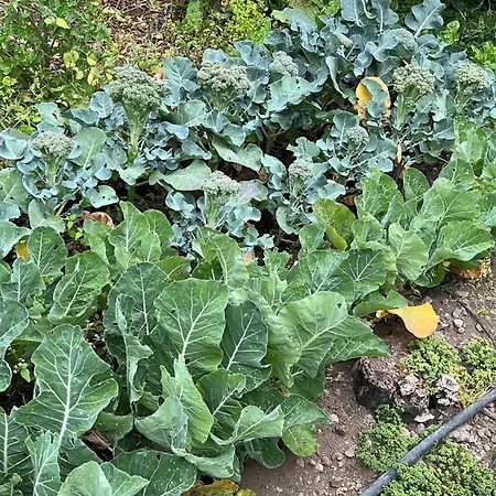 Casa La Oliva Garachico (Tenerife)