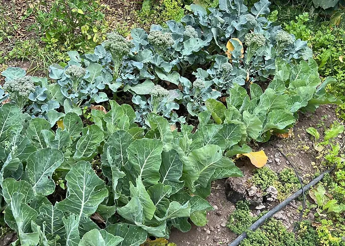 Casa La Oliva גרצ'יקו