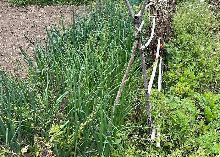 Casa La Oliva Garachico (Tenerife)