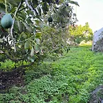 Апартаменты Casa La Oliva
