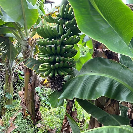 Apartment Casa La Oliva *