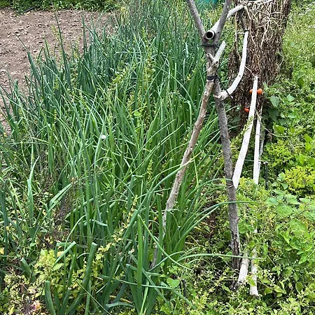 Casa La Oliva Garachico (Tenerife)