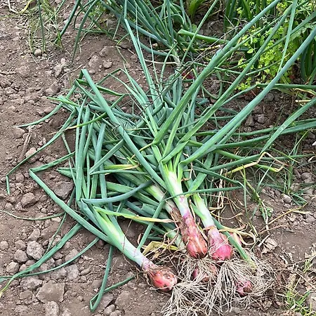 Casa La Oliva Lägenhet