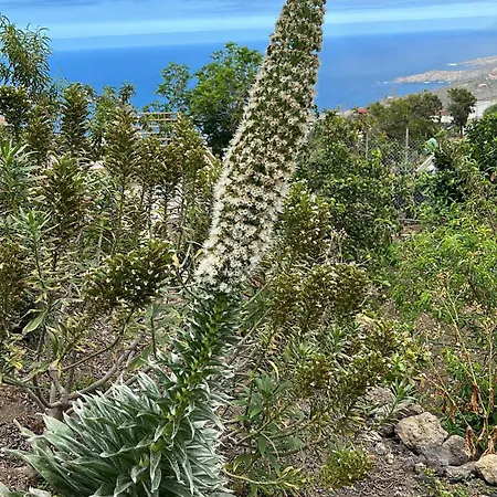 Lägenhet Casa La Oliva Garachico (Tenerife)