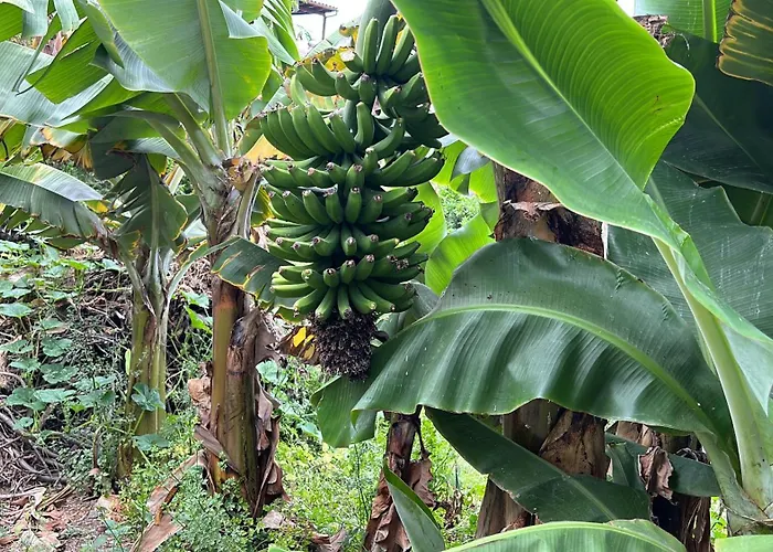 Apartamento Casa La Oliva *