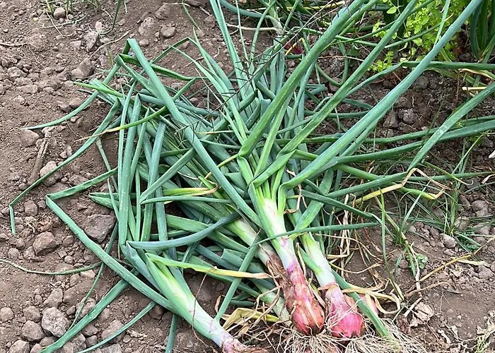 Casa La Oliva Apartamento