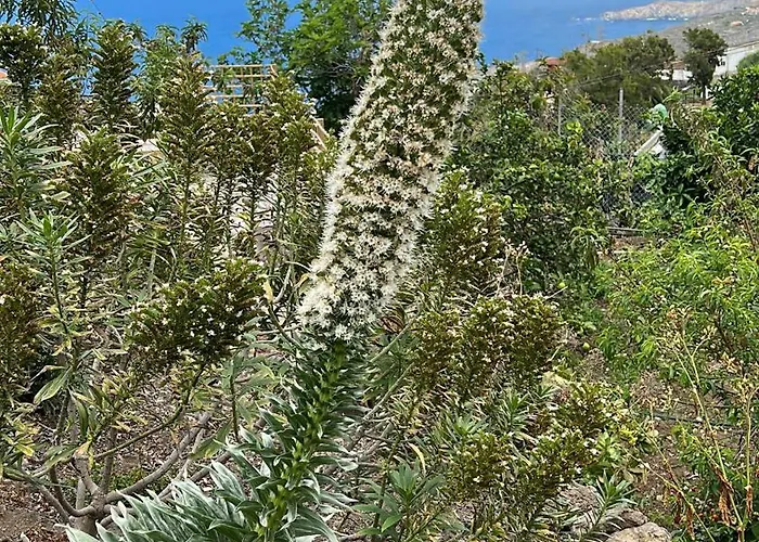 Lägenhet Casa La Oliva Garachico (Tenerife)